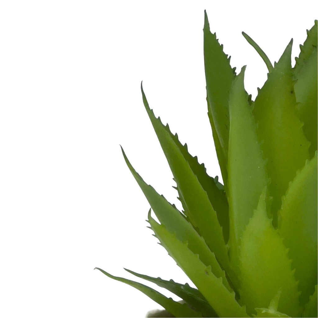 Suculenta base Michelin 18cm