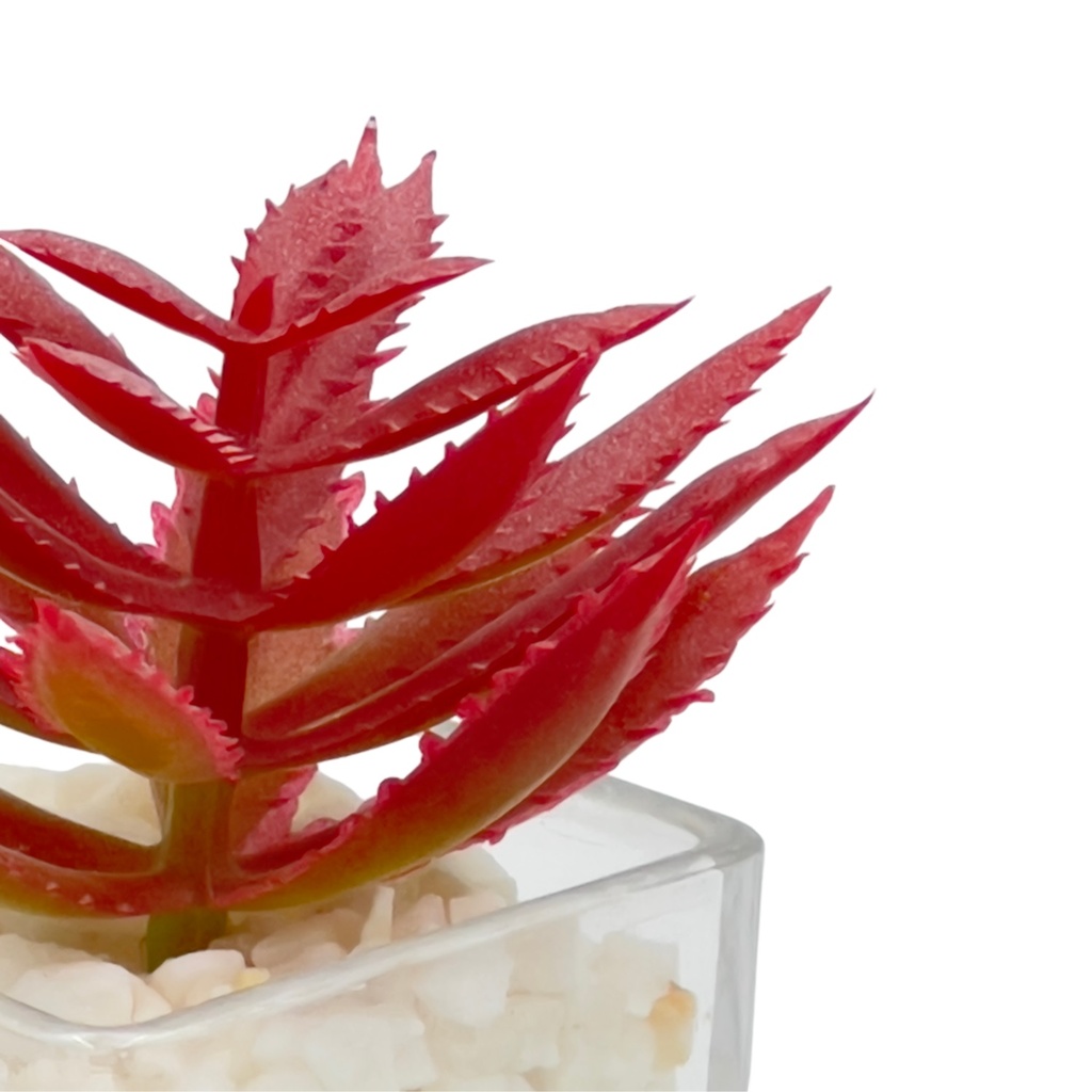 Suculenta rosada base vidrio 9cm