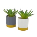 Suculenta base gold ribbon 16cm