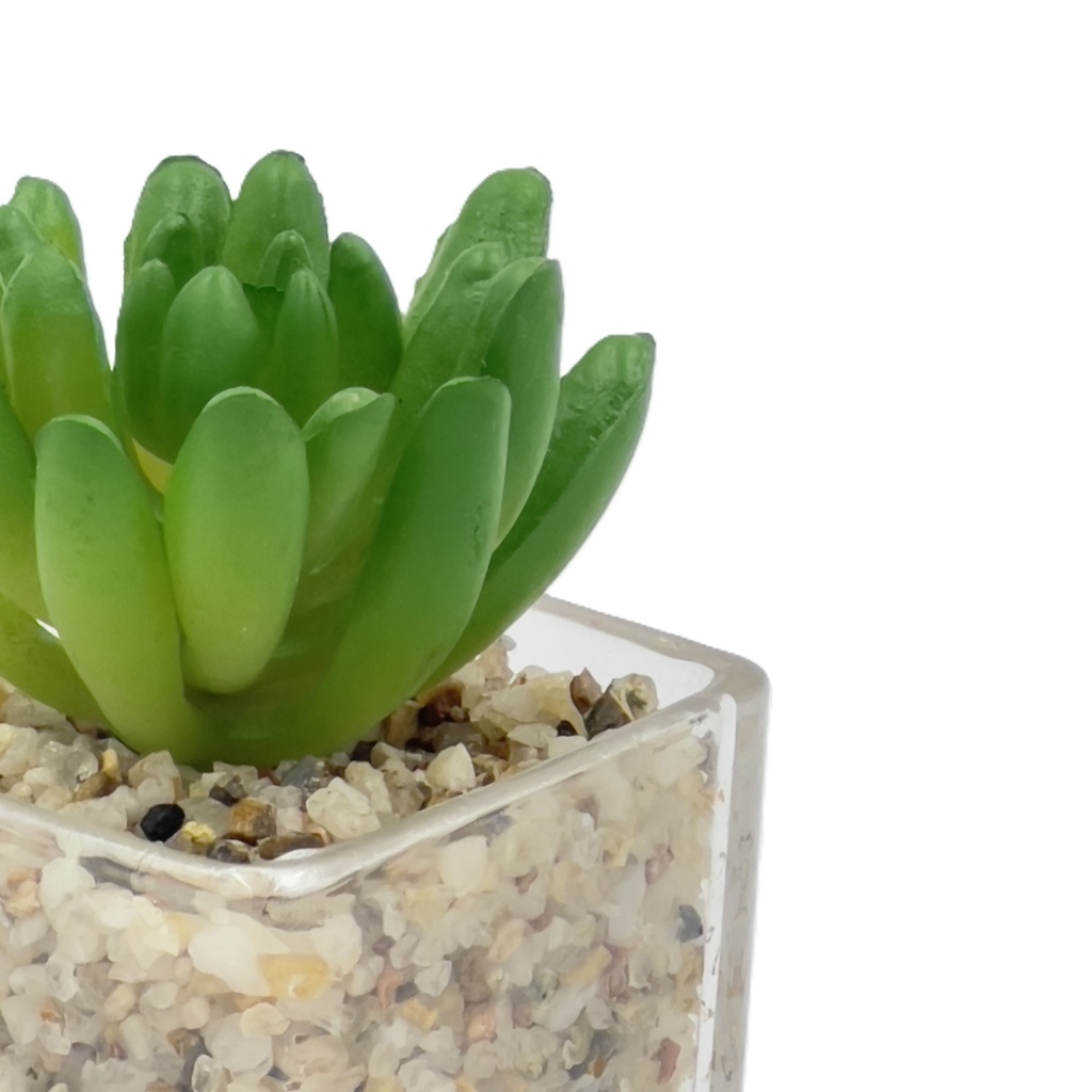 Suculenta oscura base vidrio 9cm