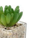 Suculenta oscura base vidrio 9cm