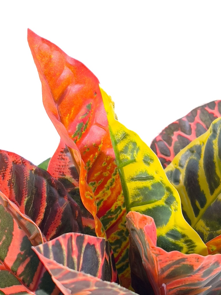 Planta artificial Crotón variegado 35cm