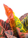 Planta artificial Crotón variegado 35cm