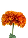 Dalia artificial naranja
