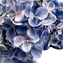 [230030228] Flor hortensia artificial azul 46cm