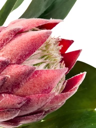 [230035542] Flor protea artificial M rosada
